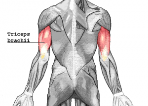  Straight Bar Pushdown (Triceps)