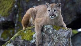 Mountain Lion Dies in Man vs Beast Showdown