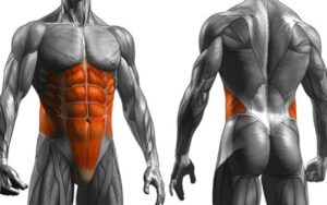 The core muscles